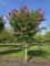 Afbeelding Lagerstroemia indica 'Rosea' - Lagerstroemia indica 'Rosea'