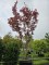 Afbeelding Japanse esdoorn - Acer palmatum 'Fireglow'