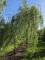 Afbeelding Treurwilg overhangende kroon - Salix x sepulcralis 'Chrysocoma'