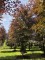 Afbeelding Rode beuk - Fagus sylvatica 'Atropunicea'