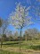 Afbeelding Krentenboompje - Amelanchier lamarckii