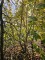 Afbeelding Grootbladige hazelaar - Corylus Avellana 'Aurea'
