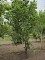 Afbeelding Amerikaanse tulpenboom - Liriodendron tulipifera 'Aureomarginatum'