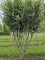 Afbeelding Laurierkers 'Caucasica' - Prunus laur. Caucasica