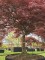 Afbeelding Japanse Esdoorn - Acer palmatum 'Garnet'