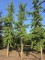 Afbeelding Japanse notenboom  Tempelboom - Ginkgo biloba