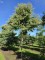 Afbeelding Zevenzonenboom - Heptacodium miconioides