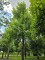 Afbeelding Tulpenboom - Liriodendron tulipifera