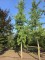 Afbeelding Japanse notenboom  Tempelboom - Ginkgo biloba