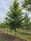 Afbeelding Haagbeuk - Carpinus betulus