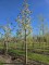 Afbeelding Japanse Sierkers - Prunus serrulata 'Shirotae'