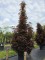 Afbeelding Roodbladige Noorse Esdoorn - Acer plat. 'Crimson King'