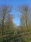 Afbeelding Haagbeuk - Carpinus betulus