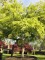 Afbeelding Japanse esdoorn - Acer palmatum 'Dissectum'