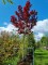 Afbeelding Japanse esdoorn - Acer palmatum 'Bloodgood'