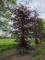Afbeelding Rode beuk - Fagus sylvatica 'Atropunicea'