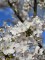 Afbeelding Yoshinokers - Prunus Yedoensis