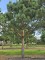 Afbeelding Grove Den - Pinus sylvestris