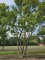 Afbeelding Magnolia 'Susan' - Magnolia 'Susan'