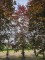 Afbeelding Rode beuk - Fagus sylvatica 'Atropunicea'