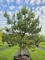 Afbeelding Oostenrijkse Den - Pinus nigra 'Nigra'