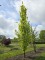 Afbeelding Goudbladige zuilbeuk - Fagus sylvatica 'Dawyck Gold'