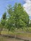Afbeelding Zwarte notenboom - Juglans nigra