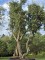 Afbeelding Kurkeik - Quercus suber