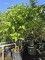 Afbeelding Sering 'Michel Buchner' - Syringa vulgaris 'Michel Buchner'