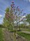 Afbeelding Magnolia Betty - Magnolia 'Betty'