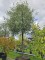 Afbeelding Steeneik - Quercus ilex