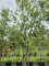 Afbeelding Steeneik - Quercus ilex