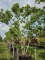 Afbeelding Zevenzonenboom - Heptacodium miconioides