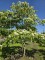 Afbeelding Reuzen Kornoelje - Cornus controversa