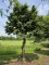 Afbeelding Veldesdoorn als vogelboom - Acer campestre
