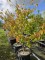 Afbeelding Vaantjesboom of Zakdoekjesboom - Davidia involucrata
