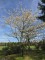 Afbeelding Krentenboompje - Amelanchier lamarckii