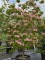 Afbeelding Japanse grootbloemige roze kornoelje - Cornus 'Rosy Teacups'