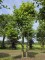 Afbeelding Plataan als 3 stammige hoge dakboom - Platanus x Hispanica