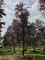 Afbeelding Rode beuk - Fagus sylvatica 'Atropunicea'