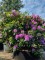Afbeelding Rhododendron - Rhododendron 'Catawbiense Grandiflorum'