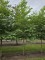 Afbeelding Storaxboom - Styrax japonicus