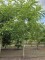 Afbeelding Zwarte noot - Juglans Nigra