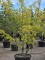 Afbeelding Valse Christusdoorn - Gleditsia triacanthos ‘Sunburst'