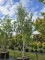 Afbeelding Himalayaberk - Betula utilis 'Doorenbos'