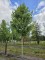 Afbeelding Rode Esdoorn - Acer rubrum 'Red Sunset'