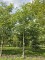 Afbeelding Veredelde walnoot Coenen - Juglans regia 'Coenen''