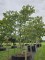 Afbeelding Magnolia Betty - Magnolia 'Betty'