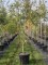 Afbeelding Japanse esdoorn - Acer palmatum