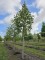 Afbeelding Magnolia Heaven Scent - Magnolia 'Heaven Scent'